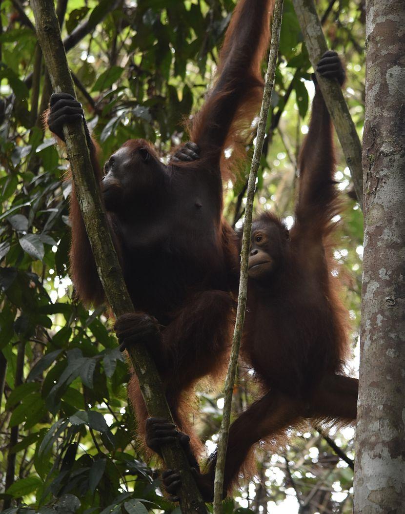 Two orangutans in Borneo