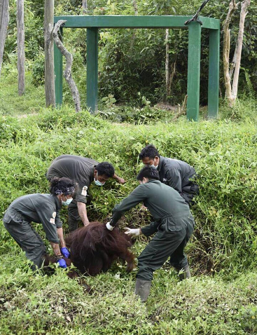 Orangutan rehabilitation 