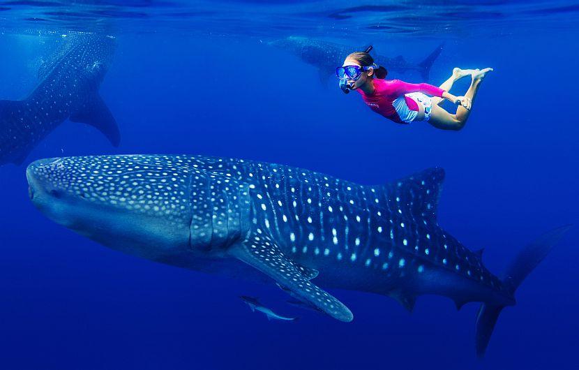 Girl swimming with whale shark