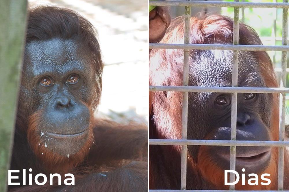Eliona and Dias Orangutans
