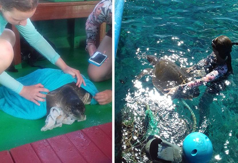Turtle Rescue on the Whale Shark Research Project