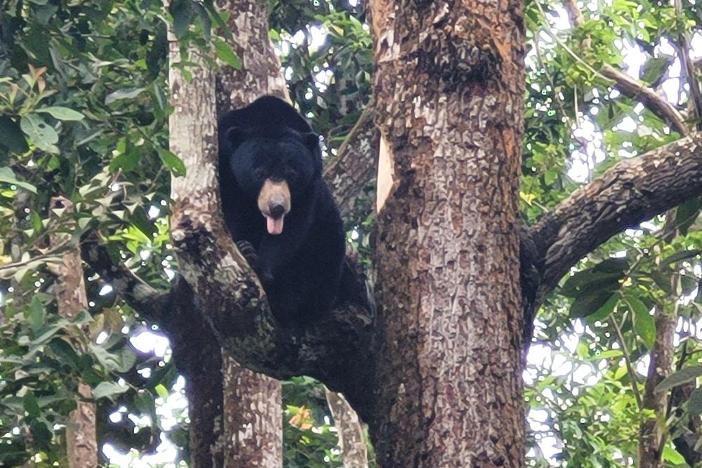 Sun bear up tree