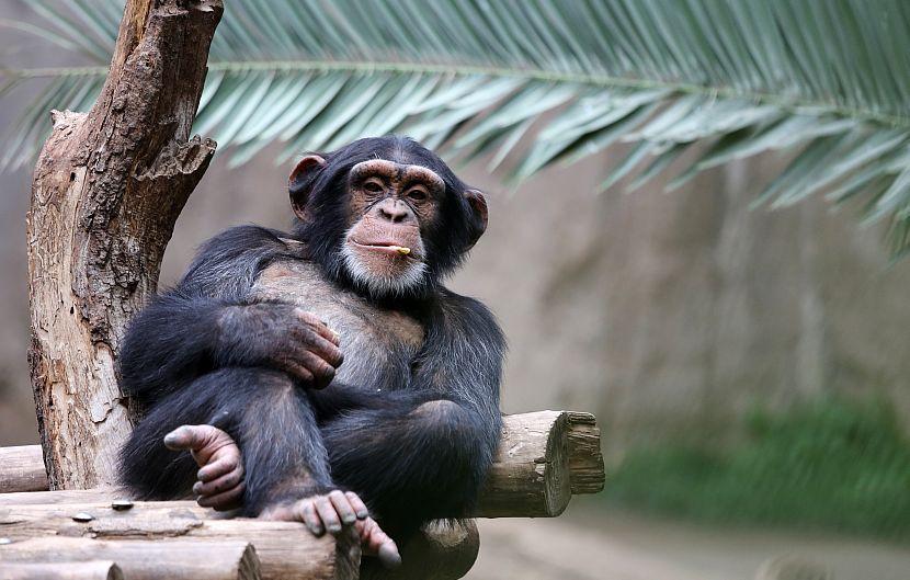 Relaxed chimp