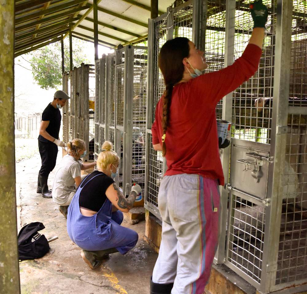 Cleaning Sun Bear Holding Areas