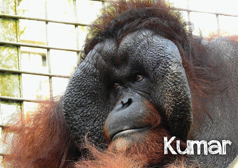 Kumar the orangutan picture