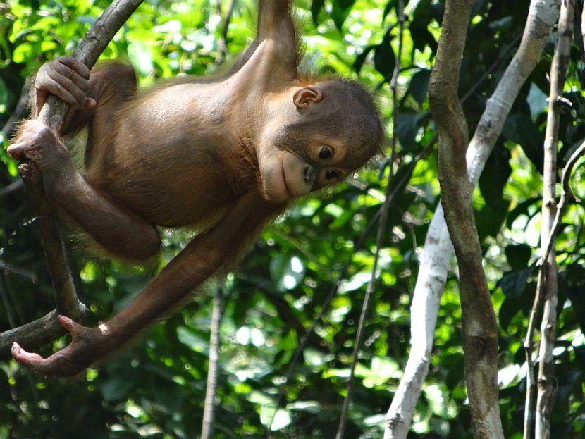 Indonesian Orangutan