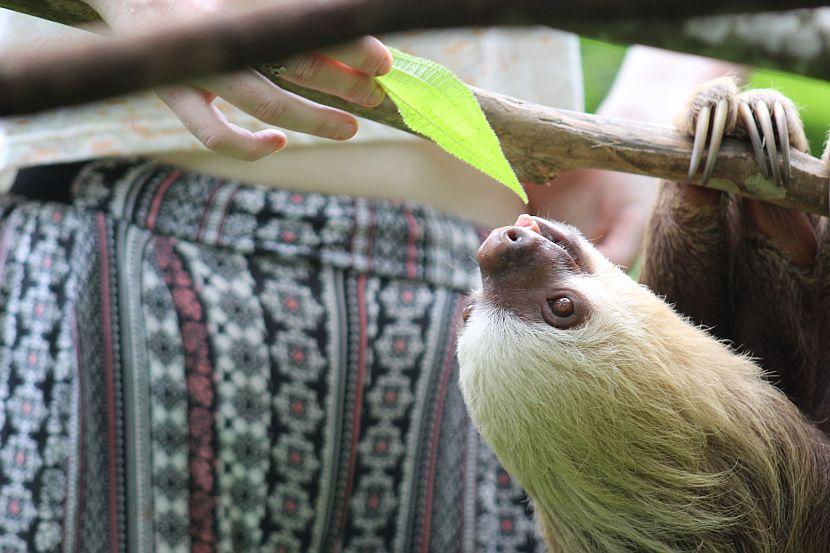 Sloth eating