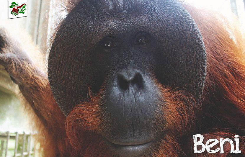 Male orangutan