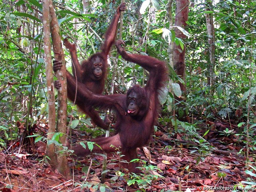 Mother and son orangutan 