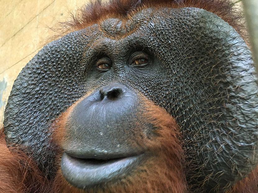 Orangutan In Borneo