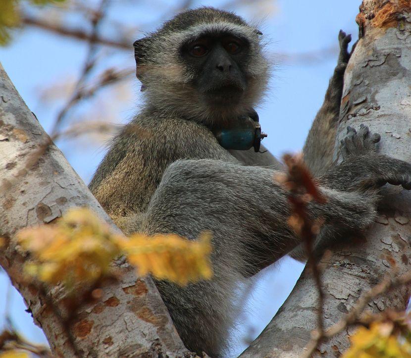 Malawi Monkey