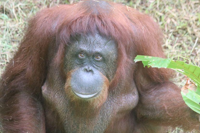 Shirley at orangutan sanctuary in Malaysia