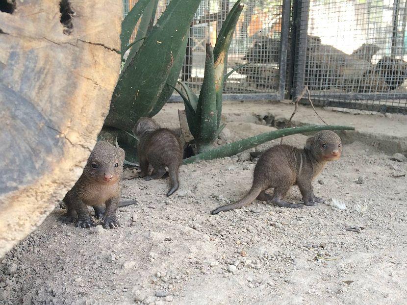 Baby Mongooses