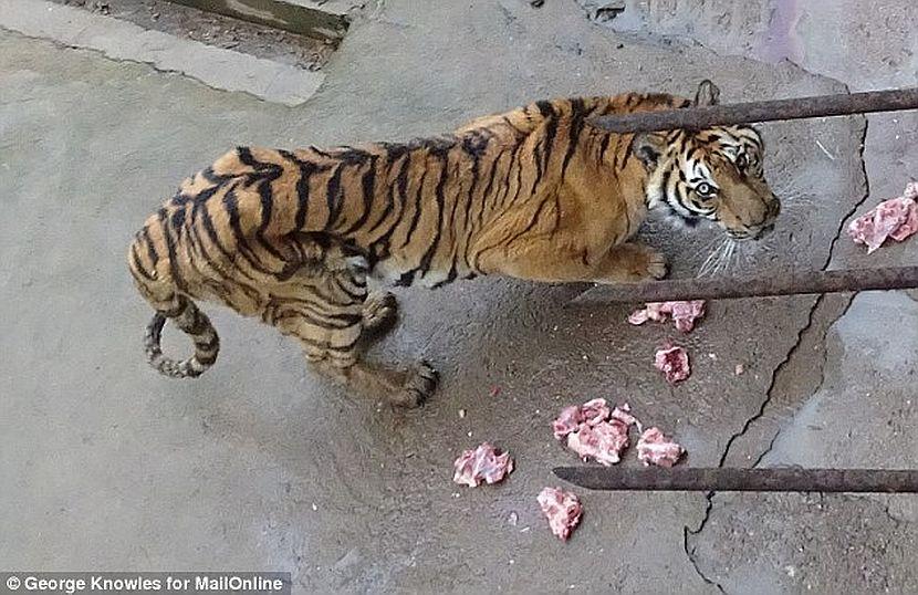 Tiger bred for medicine