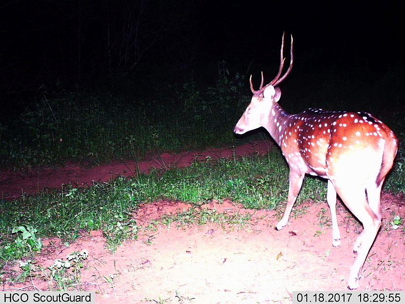 Spotted doe camera trap