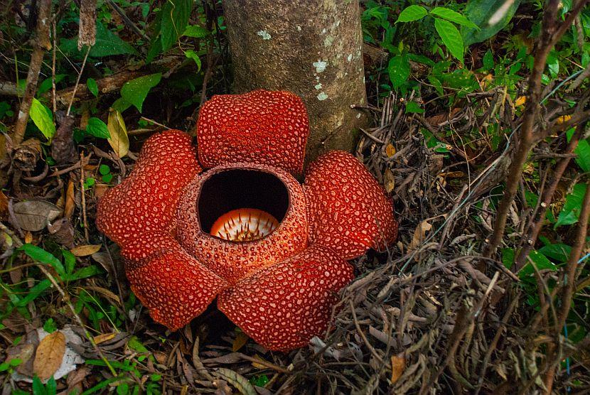 Rafflesia flower