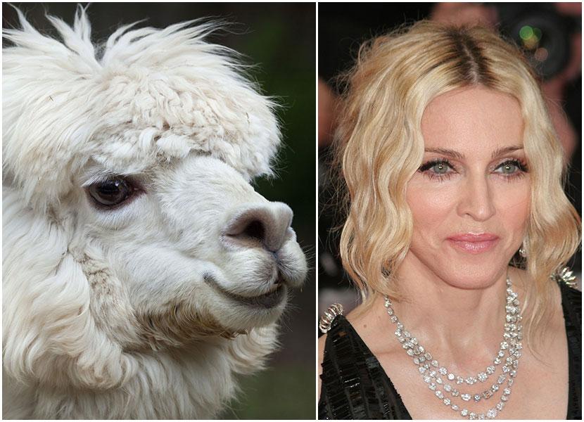 celebrity look alikes animals