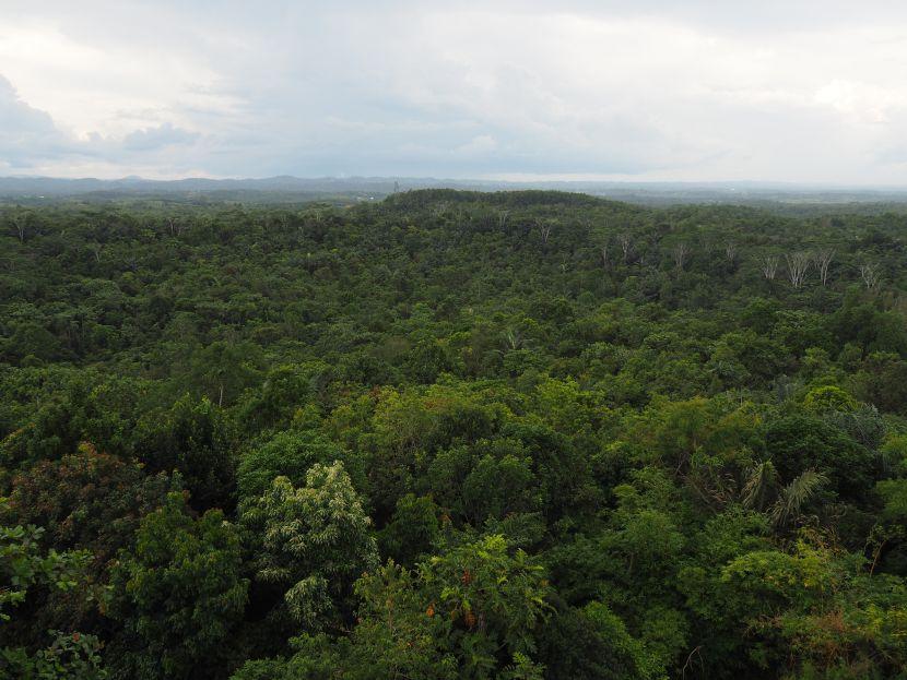 birds eye view of jungle in borneo 