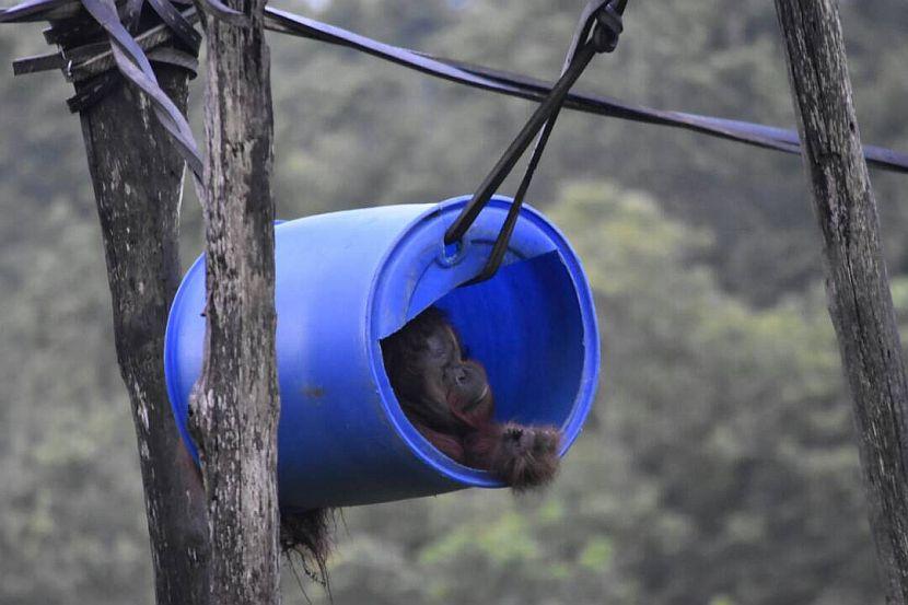 Orangutan in a barrel 