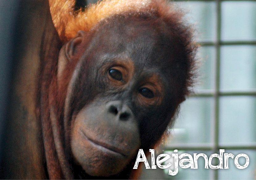 Alejandro The Orangutan Picture