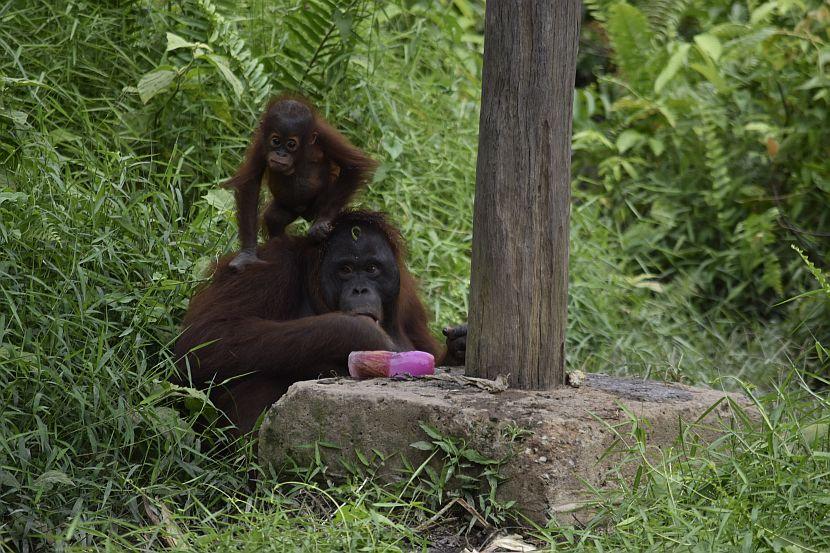 Orangutan Enrichment 