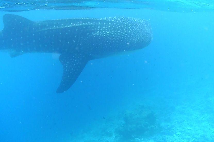 Whale Shark Conservation Project - The Great Projects