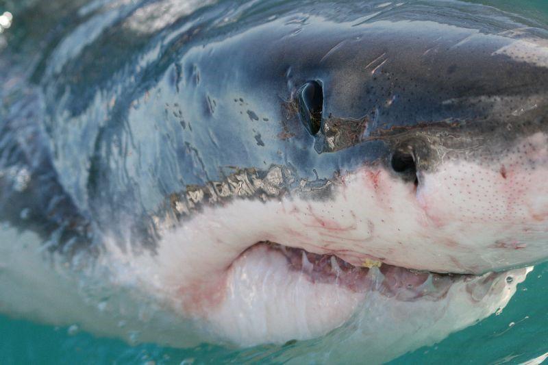 For Sharks, Even Catch and Release Can Kill