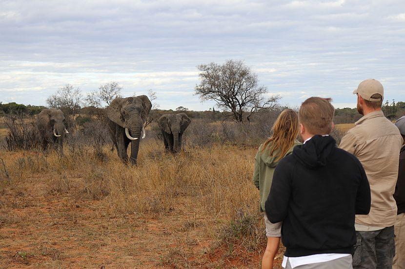 Walking With Elephants in South Africa