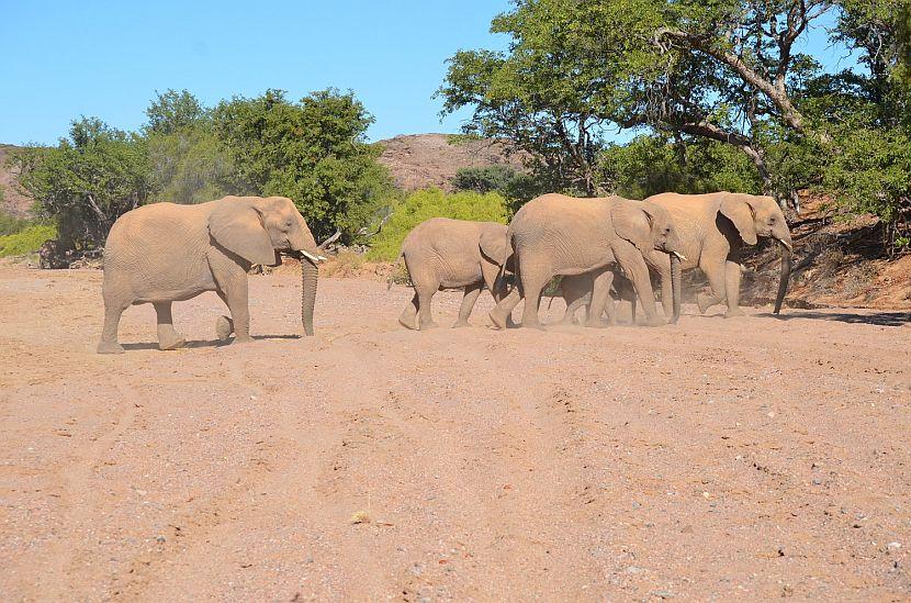 Elephants in Namibia