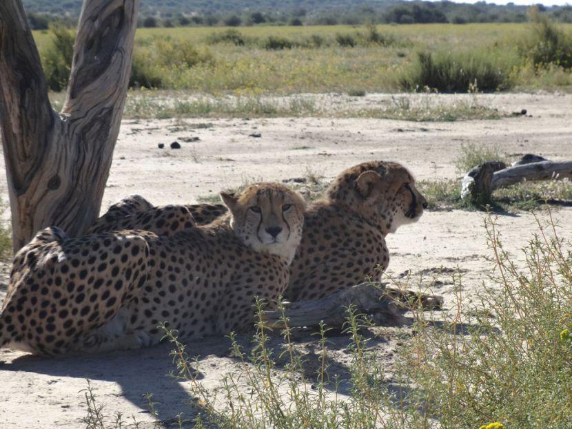 cheetahs at the Namibia Wildlife Sanctuary