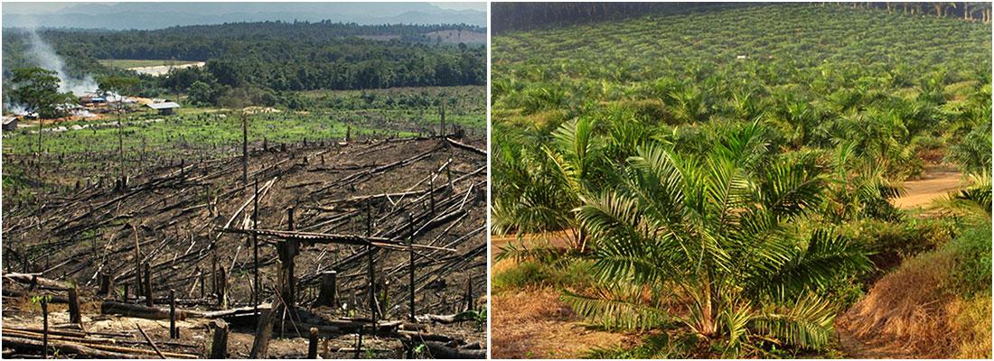 Palm oil deforestation Borneo Malaysia - The Great Orangutan Project