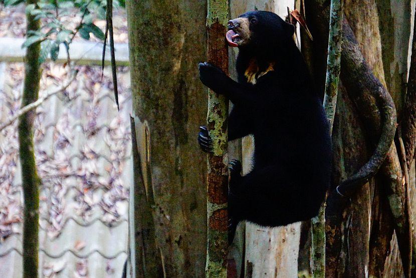 Sun Bear Climbing In Borneo