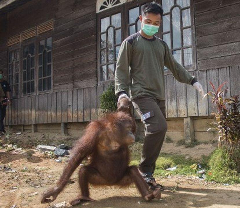endangered orangutan in Borneo 