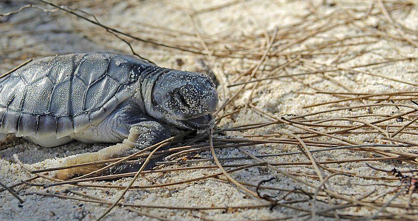 Flatback Turtle 