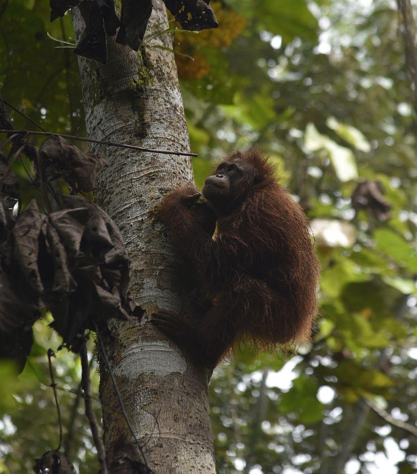 Orangutan in a tree 