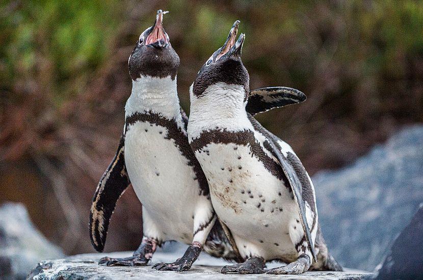 Singing penguins