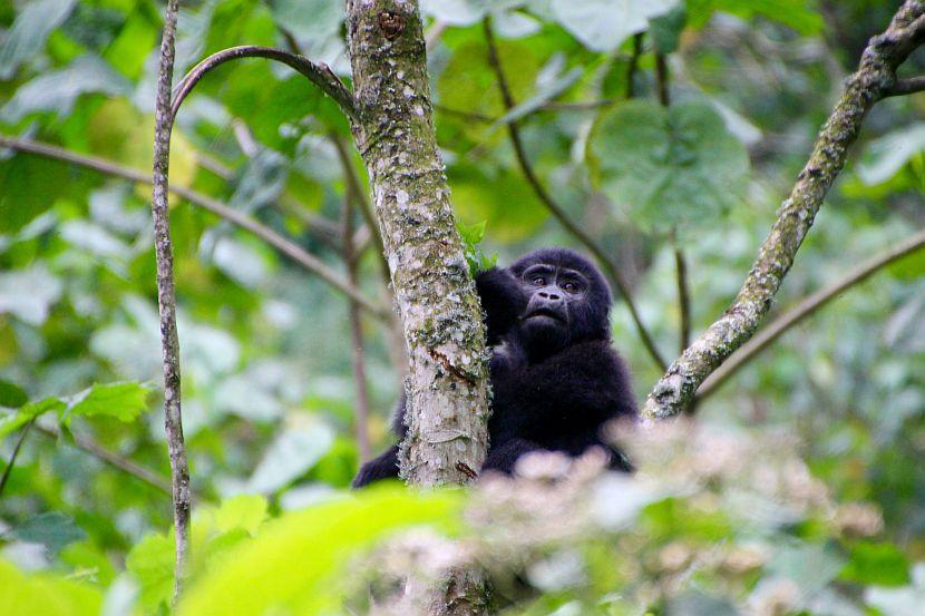 Baby Ugandan Gorilla
