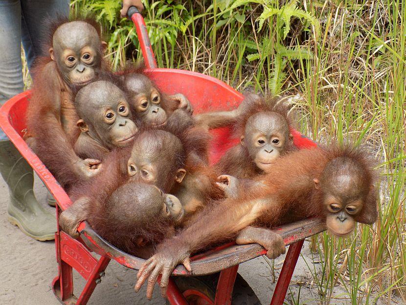 Orangutan babies
