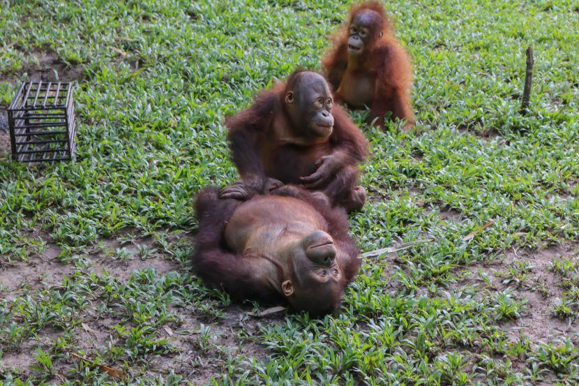 borneo orangutans 