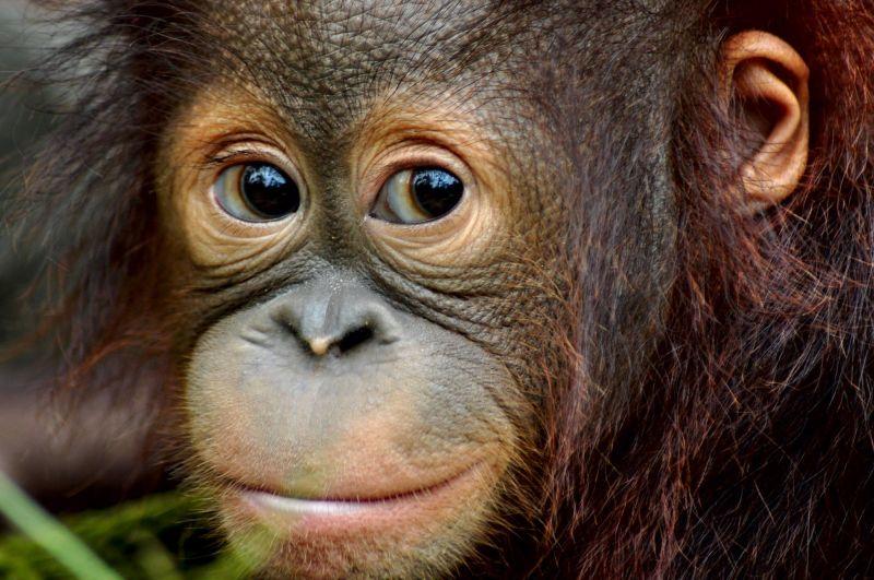 Baby orangutan at Samboja Lestari Orangutan Volunteer Project
