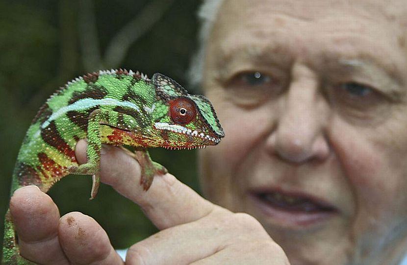 David Attenborough and animal