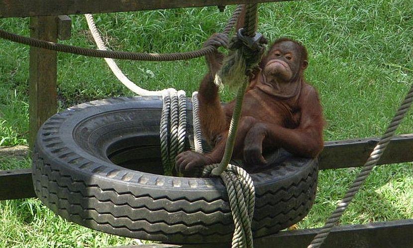 orangutan at the Matang Wildlife Centre 