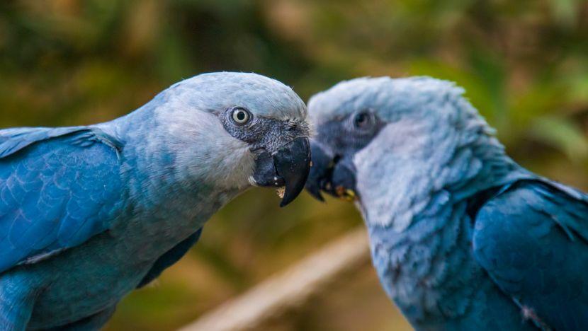 Spix's Macaw Extinct