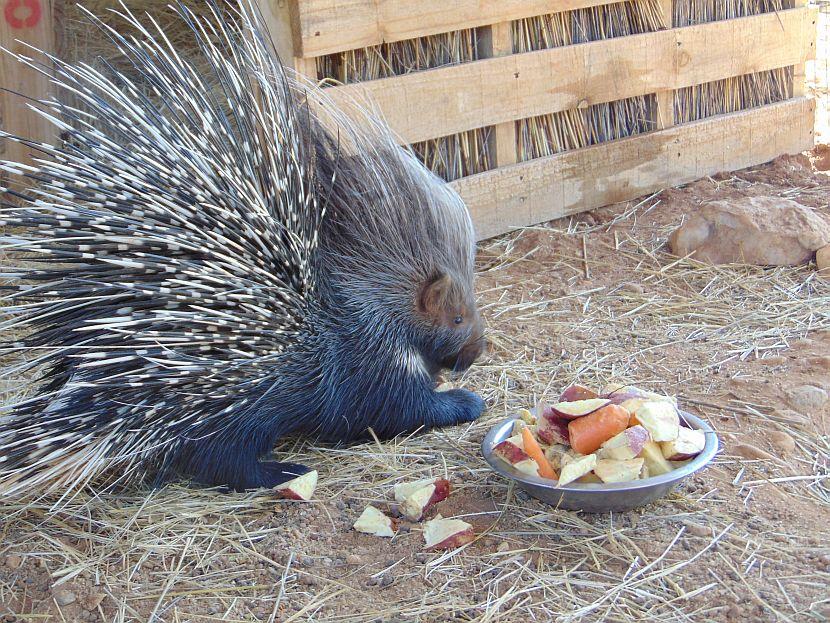Porcupine in Namibia