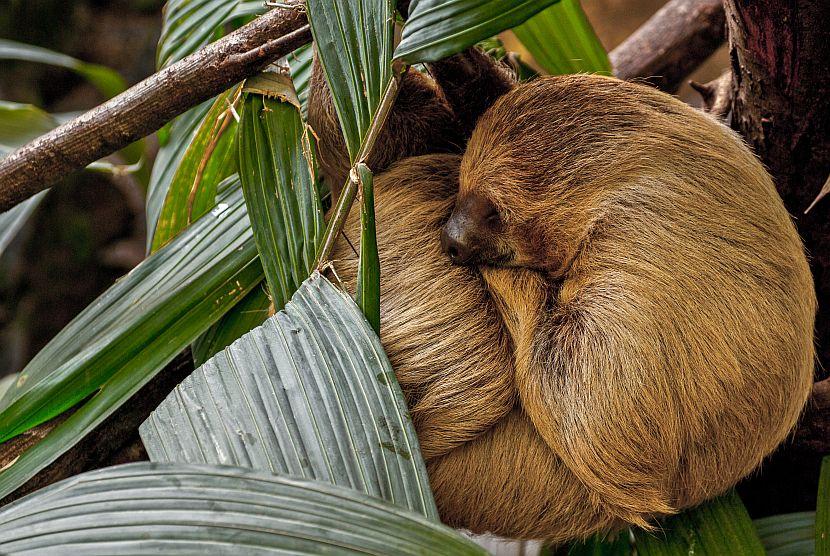 Cute Sloth Sleeping
