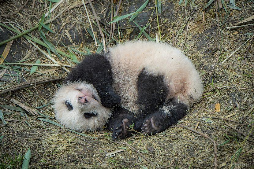 Sleepy panda cub