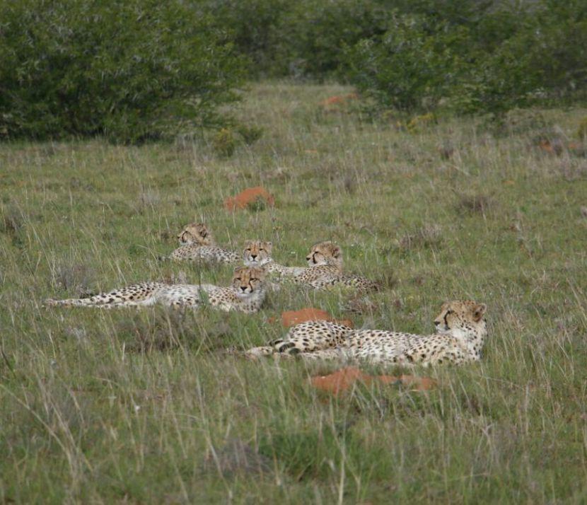Family Of Cheetahs At Shamwari Gae Reserve