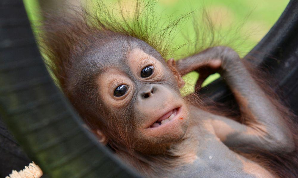 Baby Ramangai at the Nyaru Menteng Orangutan Sanctuary